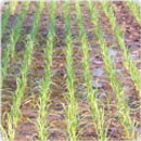 Technologies Aerobic Rice Cultivation