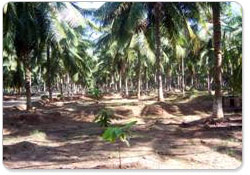 Technologies Cocoa Intercropping In Coconut 1