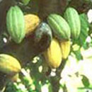 Technologies Cocoa Intercropping In Coconut