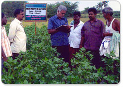 Technologies Improved Production Technology For Cotton 1