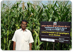 Technologies Improved Production Technology For Maize 1
