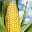 Technologies Improved Production Technology For Maize